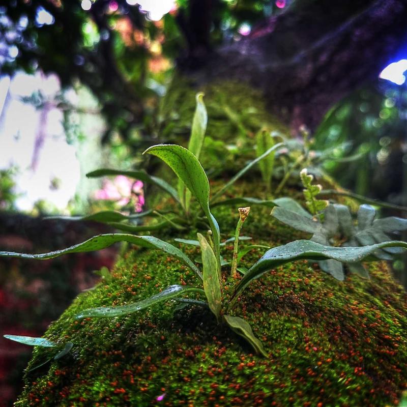 Pinia 学习笔记(一)